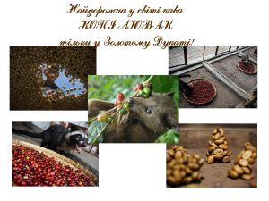 изображение "Золотий Дукат" запрошує Вас скуштувати "Kopi Luwak"