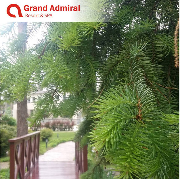 изображение Grand Admiral Resort & SPA: Помните ли вы аромат соснового леса после дождя?