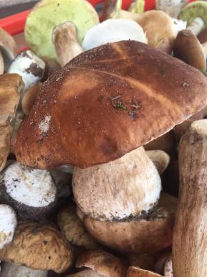 зображення "Царгород": Сезон білих грибів в самому розпалі!
