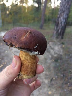 изображение "Боровик": И опять на грибы!