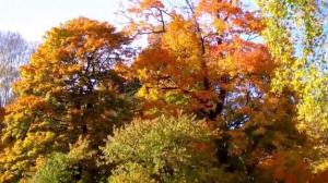 зображення Боровик: Встигніть зловити теплу і красиву осінь!