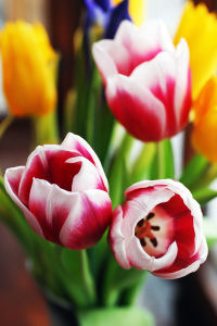 зображення Свято весни і краси в ресторані "БАРАSHIK"! (08.03)