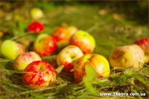 изображение Яблочный Спас в "Два Бобра" (19.08)