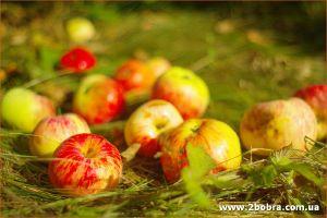 изображение Яблочный Спас в Два Бобра (19.08)