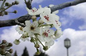 изображение 21 марта ресторан "ШАФРАН" встречает весну праздником "Новруз"